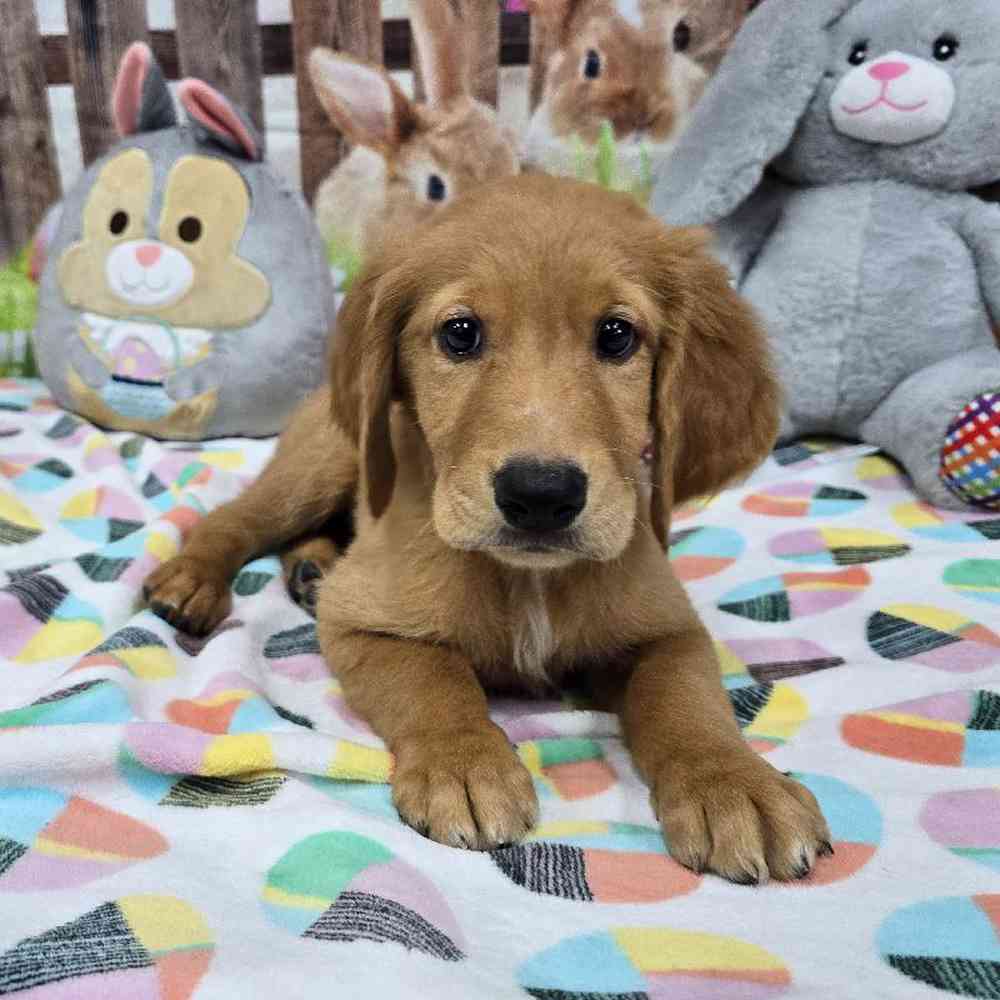 Image of a pet breed in the gallery