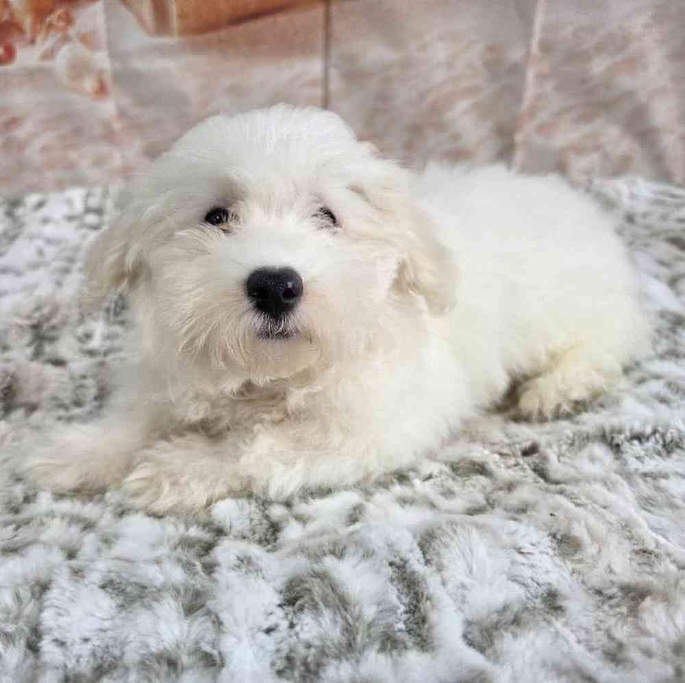 Male Maltichon Puppy for Sale in Virginia Beach, VA