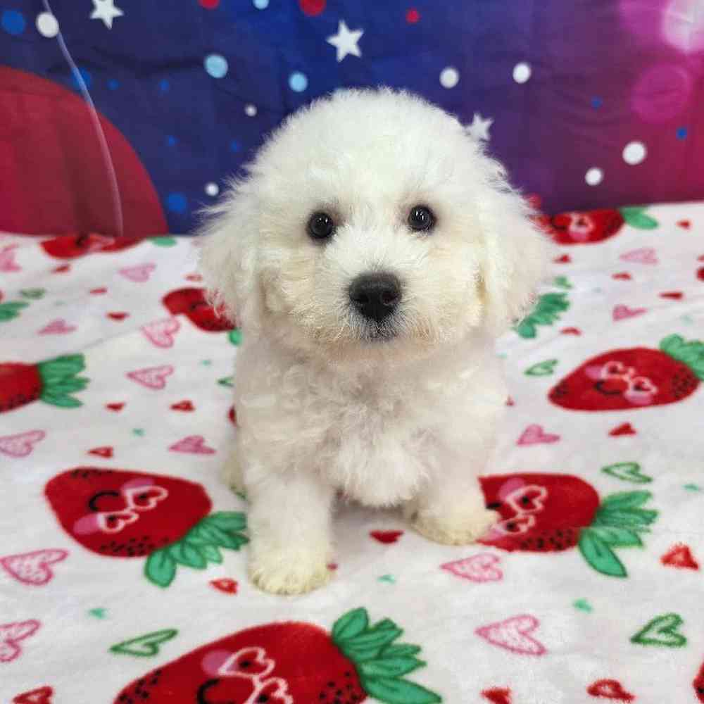 Male Bichon Puppy for Sale in Virginia Beach, VA
