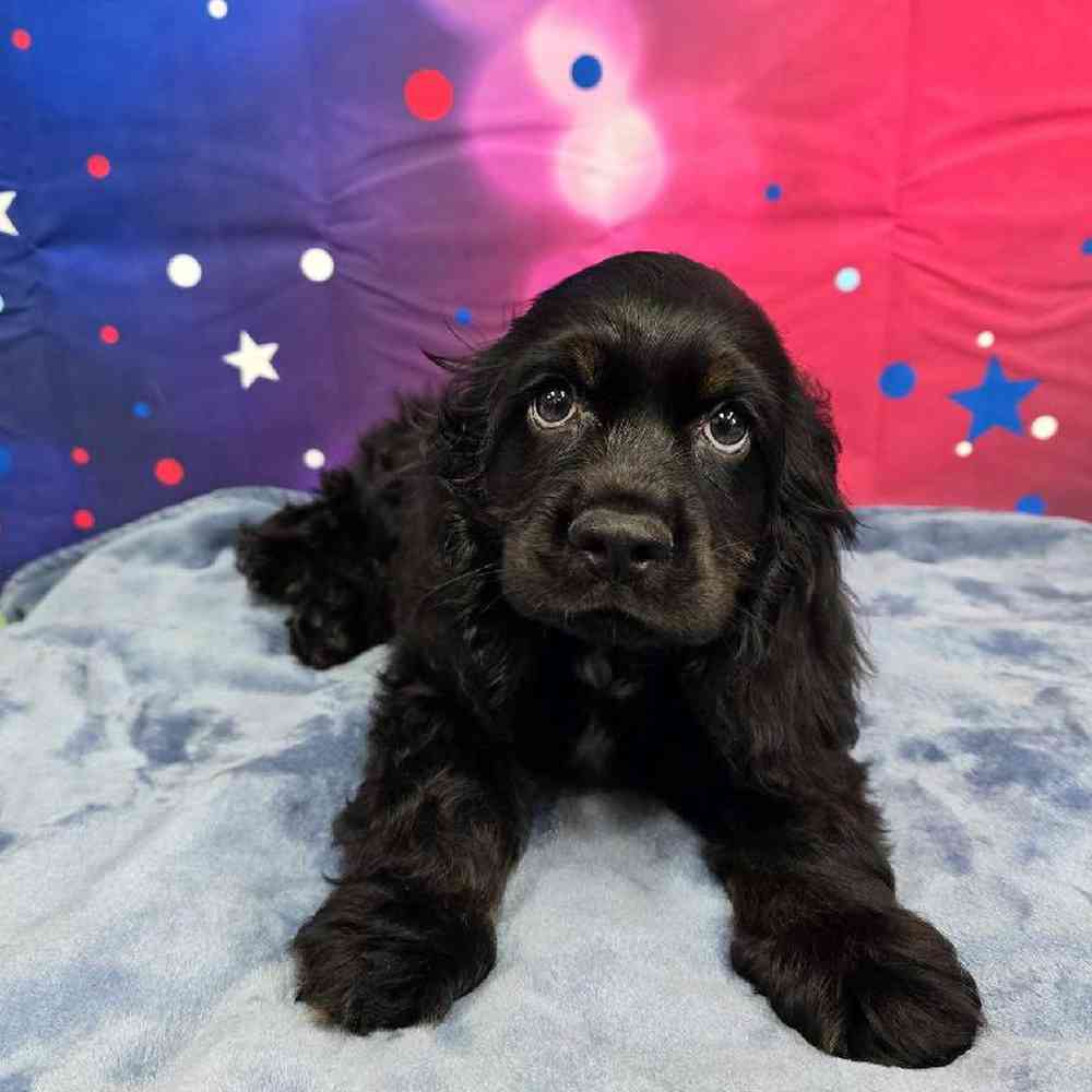 Male Cocker Spaniel Puppy for Sale in Virginia Beach, VA