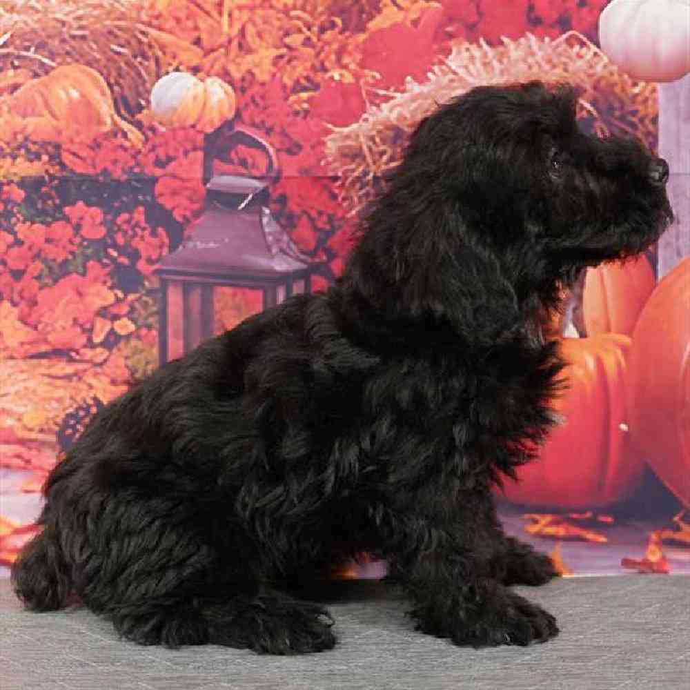 Male Yorkie-Poo Puppy for Sale in Virginia Beach, VA