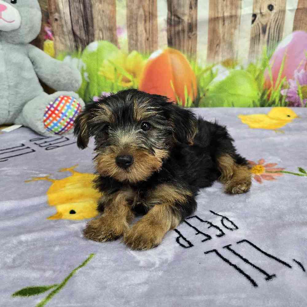 Male Yorkie Puppy for Sale in Virginia Beach, VA