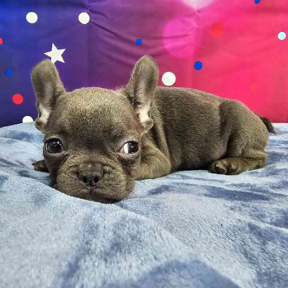 Female French Bulldog Puppy for Sale in Virginia Beach, VA