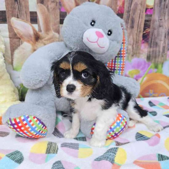 Cavalier King Charles Spaniel