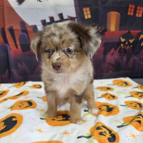 Toy Australian Shepherd 