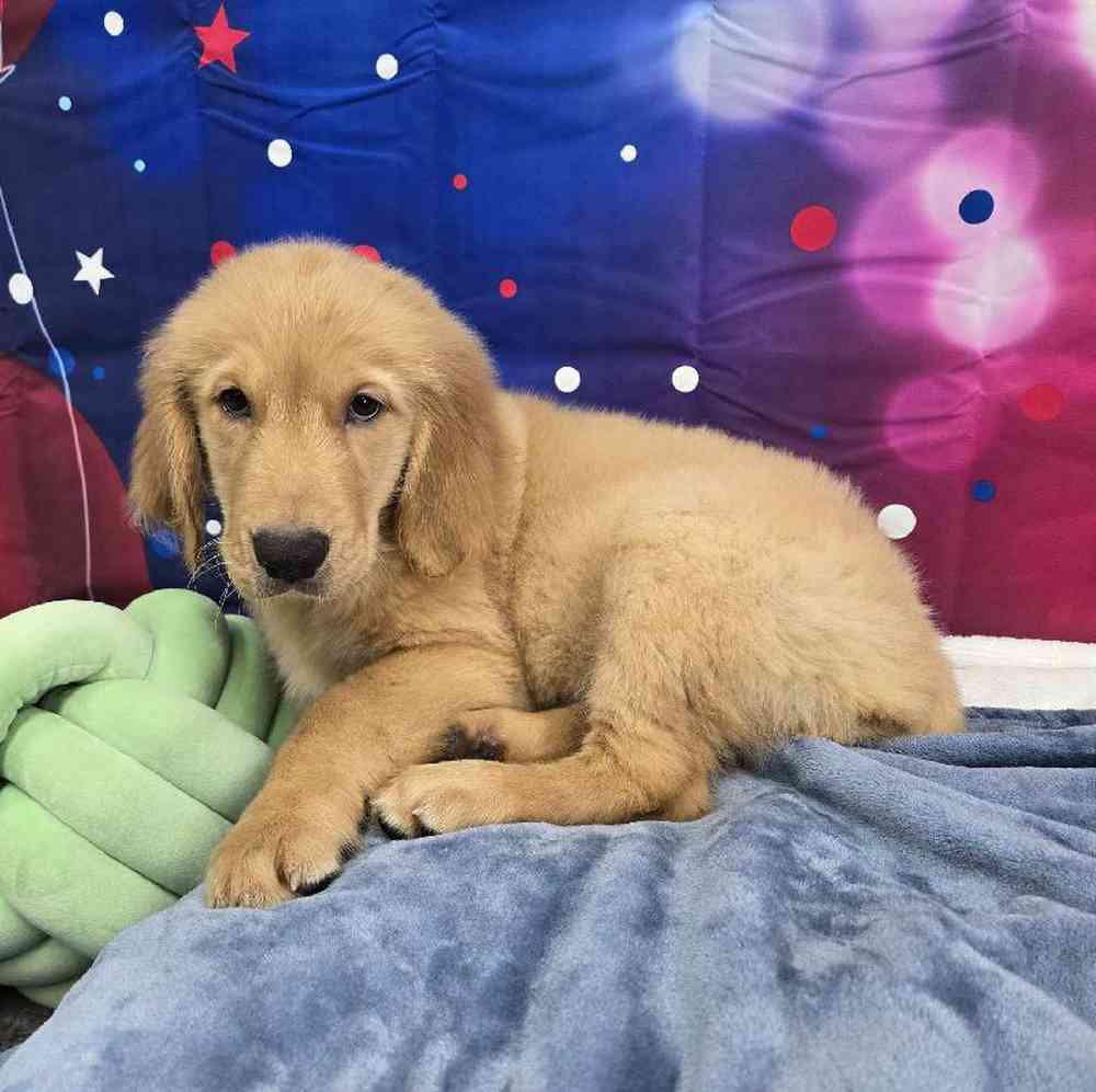 Male Golden Retriever Puppy for Sale in Virginia Beach, VA