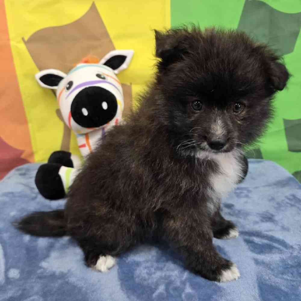 Female Pomsky Puppy for Sale in Virginia Beach, VA