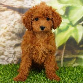 Poodle