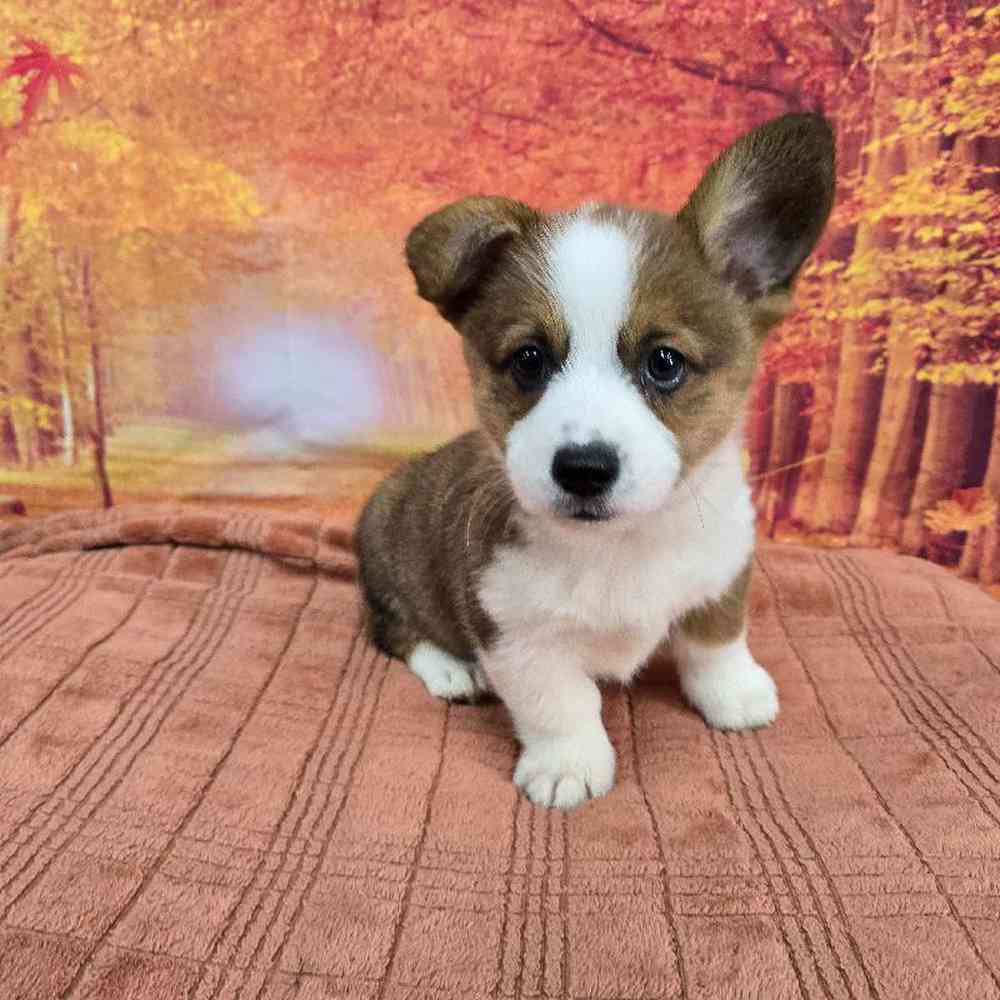 Male Pembroke Welsh Corgi Puppy for Sale in Virginia Beach, VA