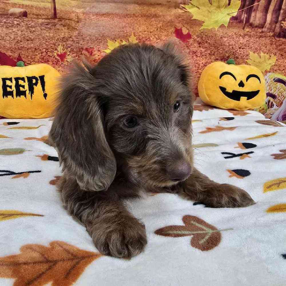 Male Dachshund Puppy for Sale in Virginia Beach, VA