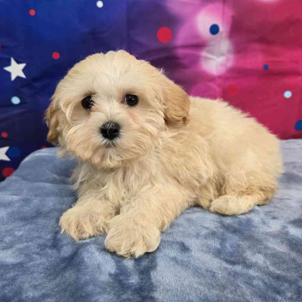 Male Maltipoo Puppy for Sale in Virginia Beach, VA