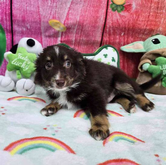 Mini Aussie