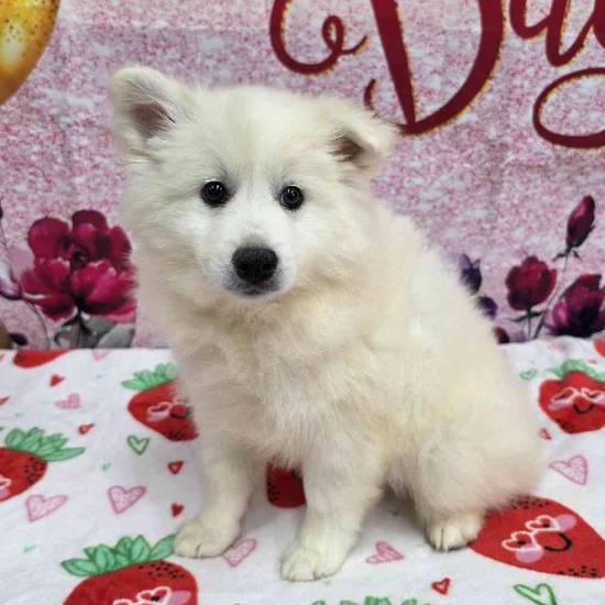American Eskimo