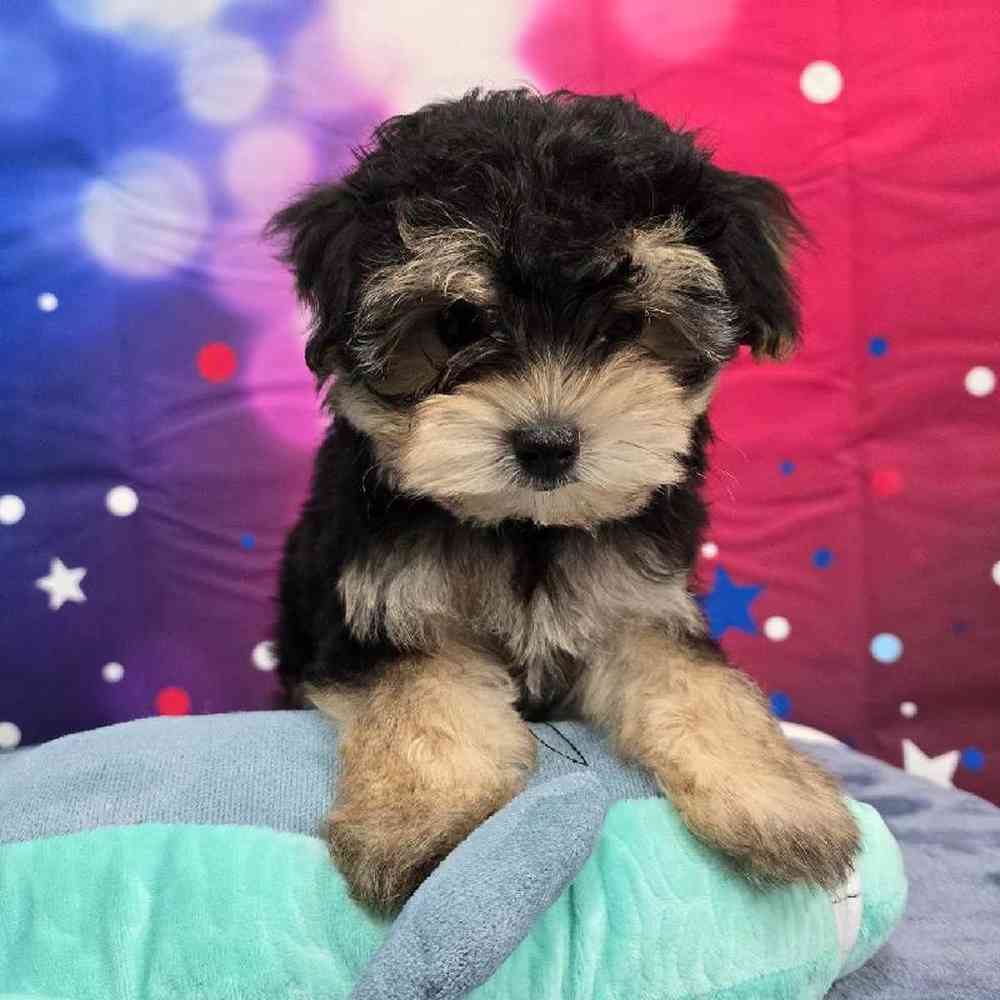 Male Morkie Puppy for Sale in Virginia Beach, VA