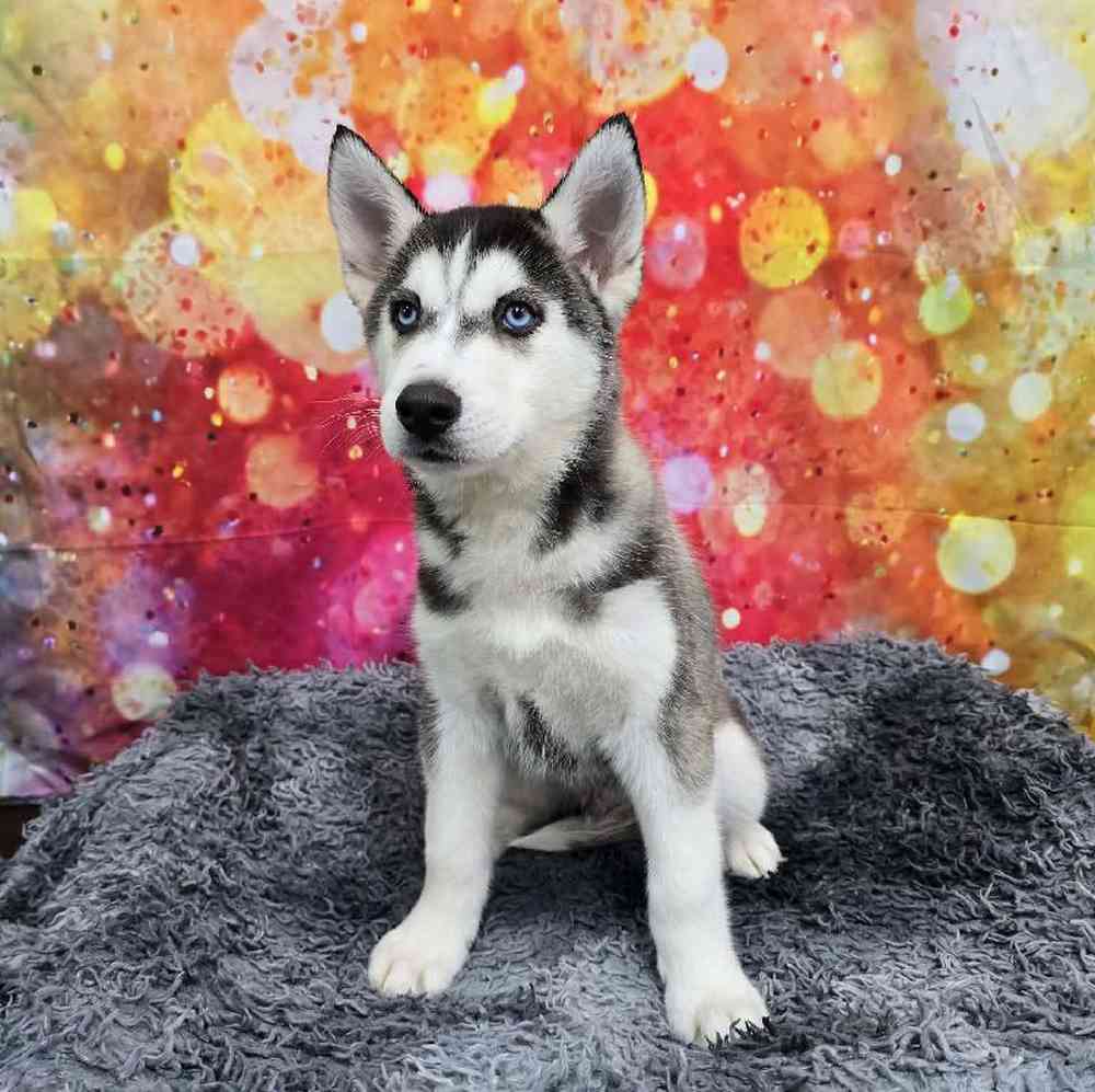 Male Siberian Husky Puppy for Sale in Virginia Beach, VA