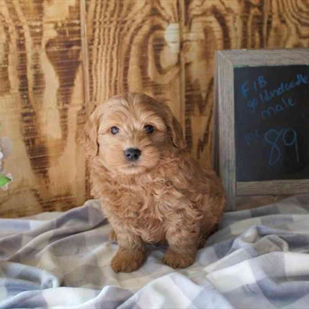 Male Mini Goldendoodle Puppy for Sale in Virginia Beach, VA