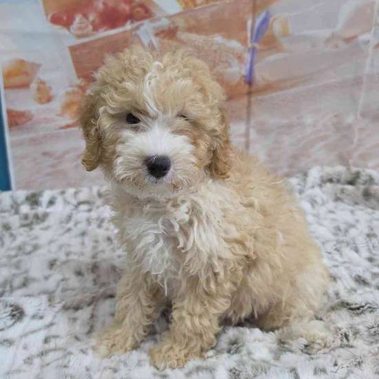 Mini Goldendoodle