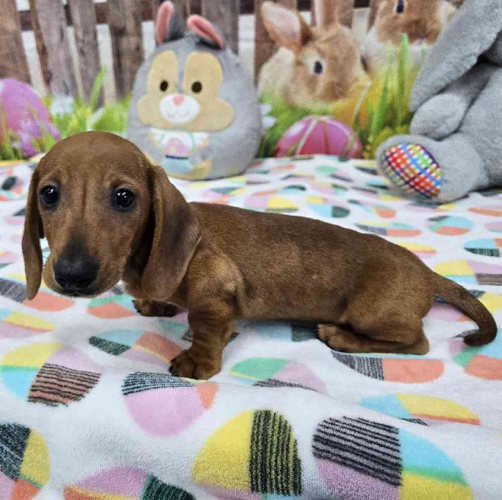 Male Dachshund Puppy for Sale in Virginia Beach, VA