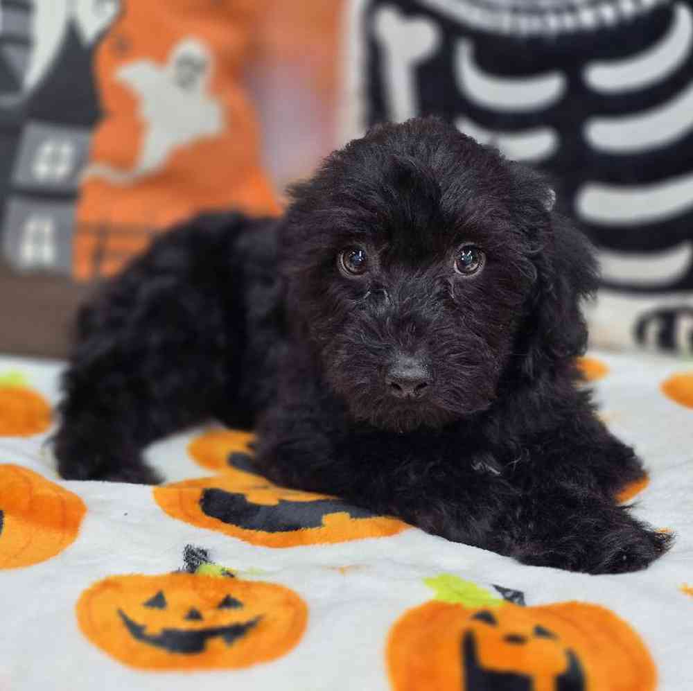 Male Yorkie-Poo Puppy for Sale in Virginia Beach, VA