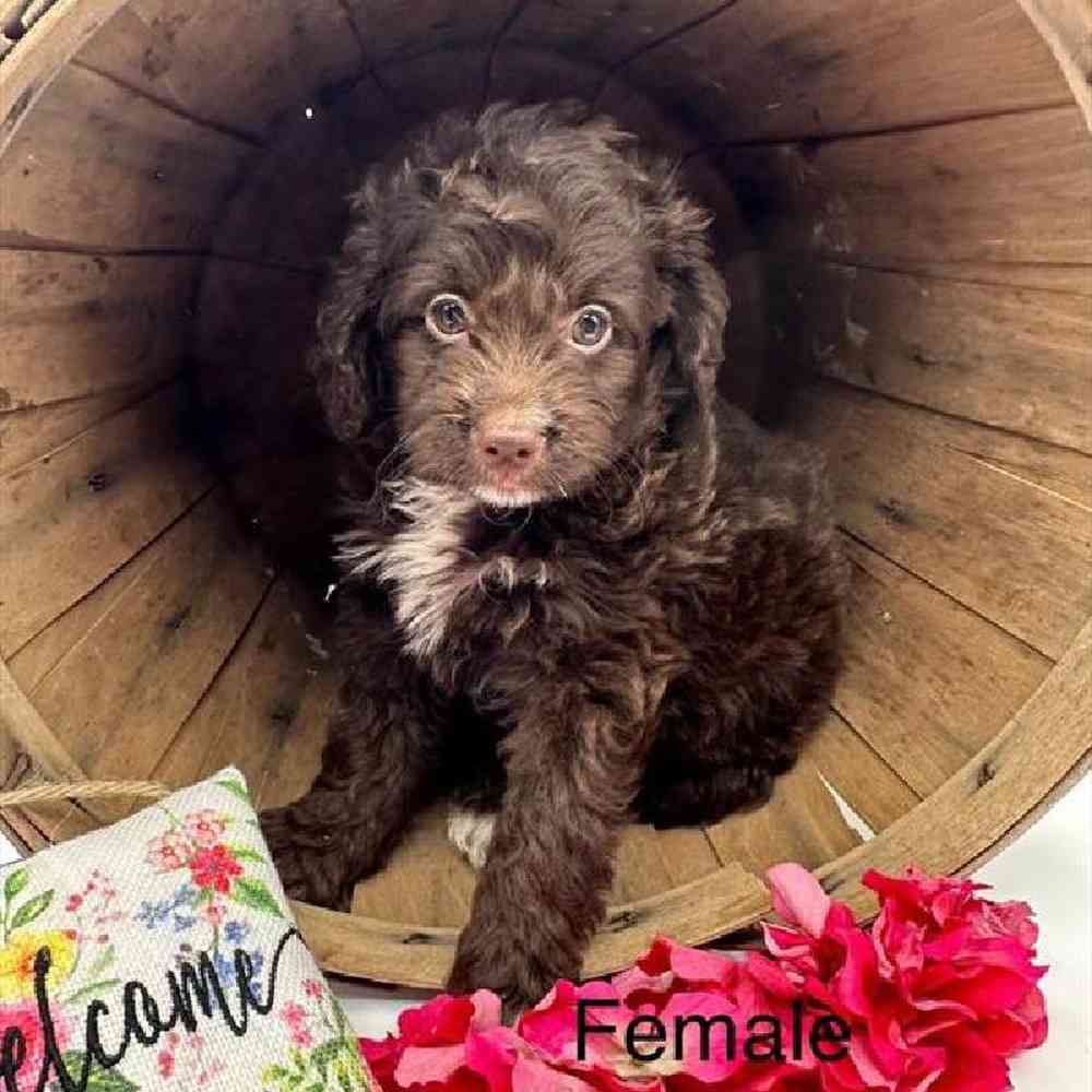 Female Mini Aussiedoodle Puppy for Sale in Virginia Beach, VA