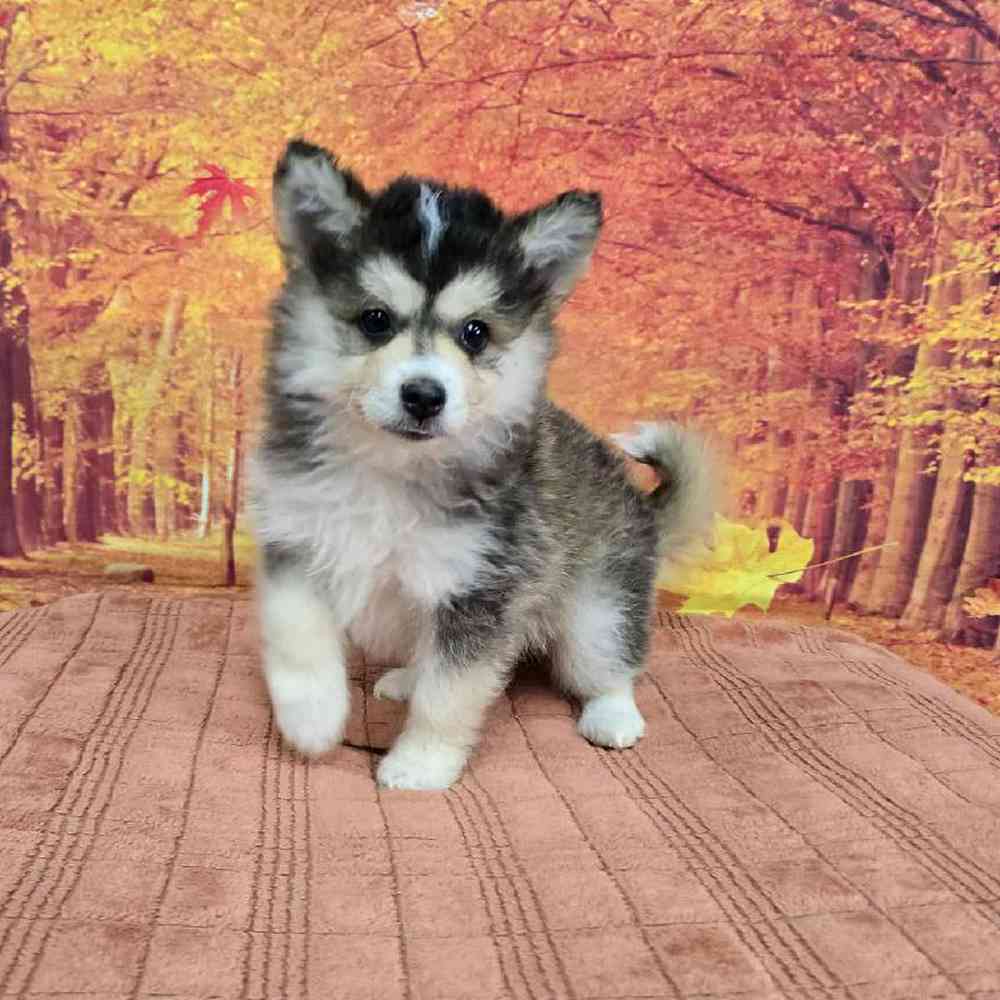 Female Pomsky Puppy for Sale in Virginia Beach, VA
