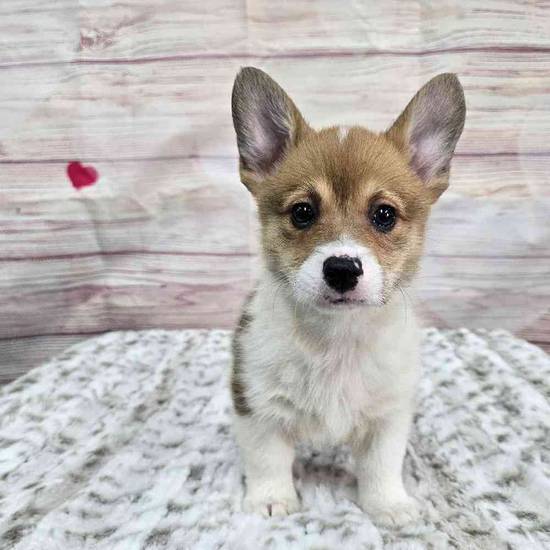 Pembroke Welsh Corgi