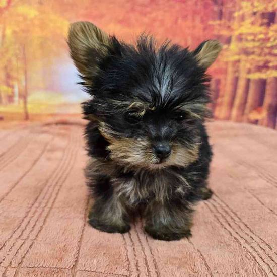 Yorkie