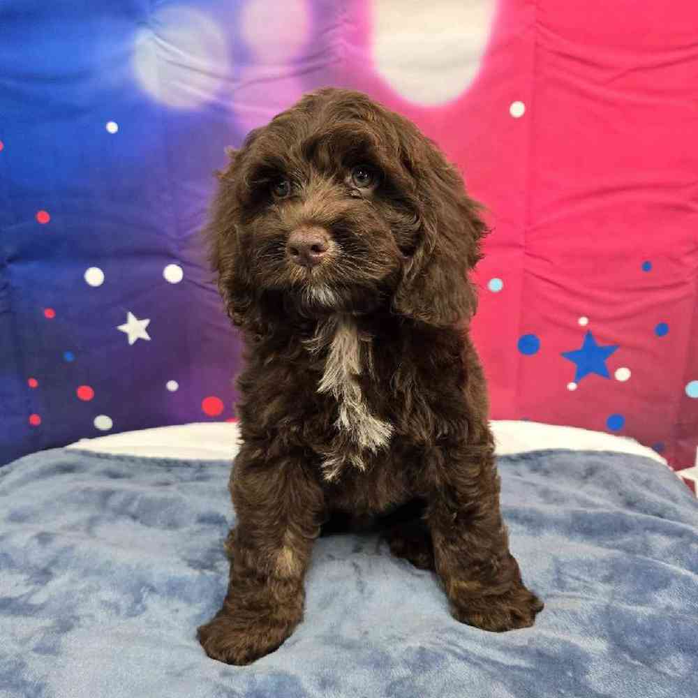 Male Cockapoo Puppy for Sale in Virginia Beach, VA