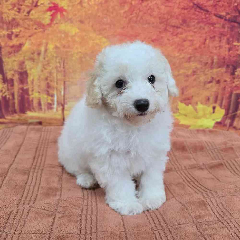 Male Mini Poodle Puppy for Sale in Virginia Beach, VA
