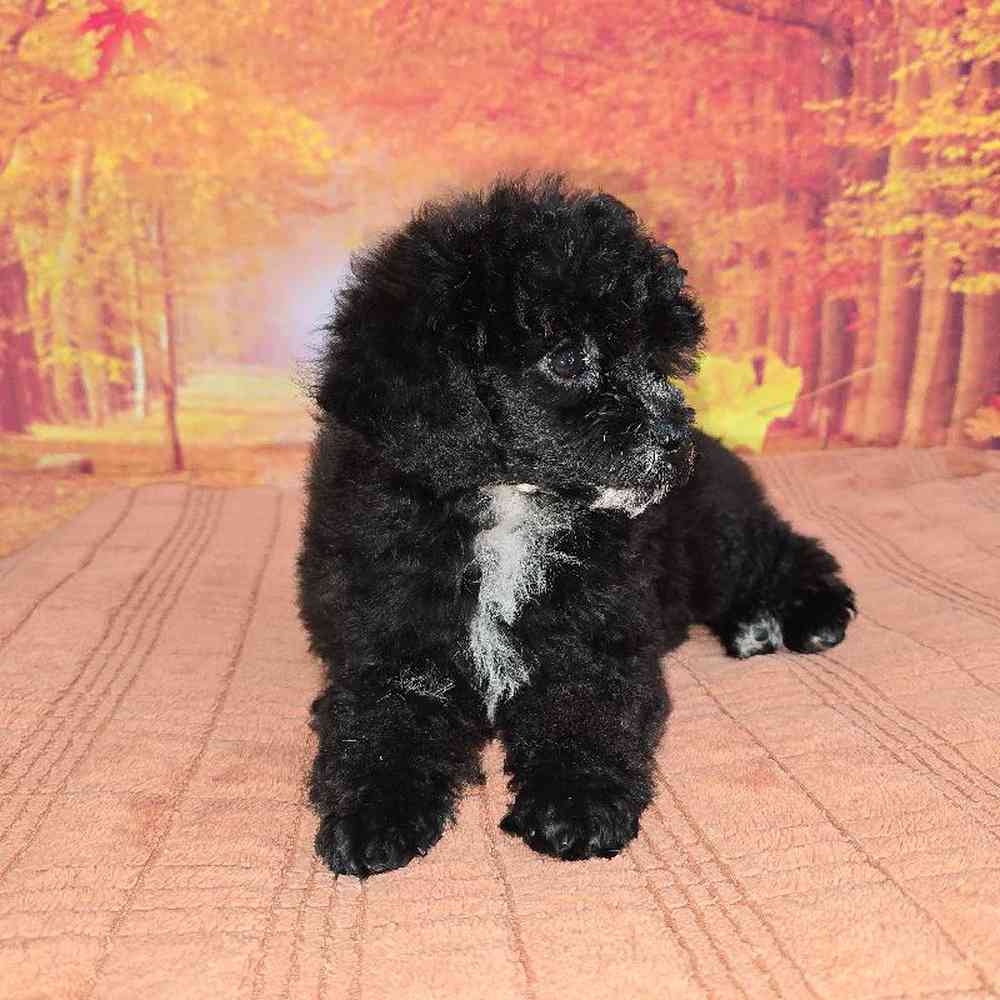 Female Mini Poodle Puppy for Sale in Virginia Beach, VA