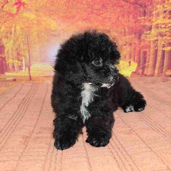 Mini Poodle