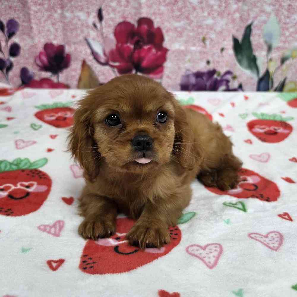 Female Cavalier King Charles Spaniel Puppy for Sale in Virginia Beach, VA