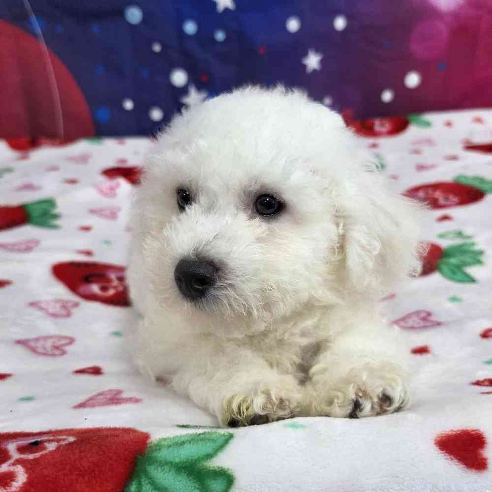 Male Bichon Puppy for Sale in Virginia Beach, VA