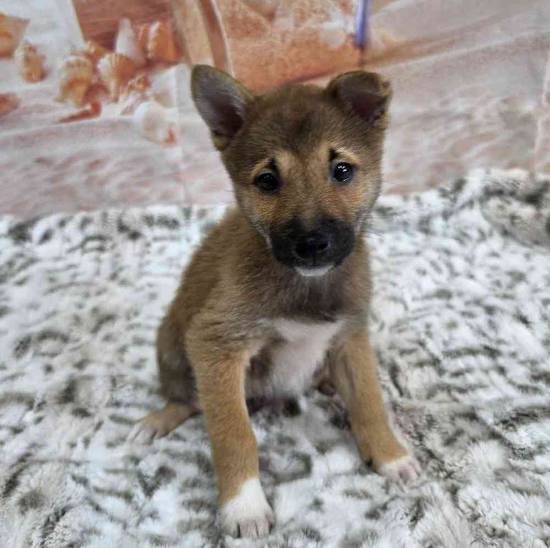 Shiba Inu