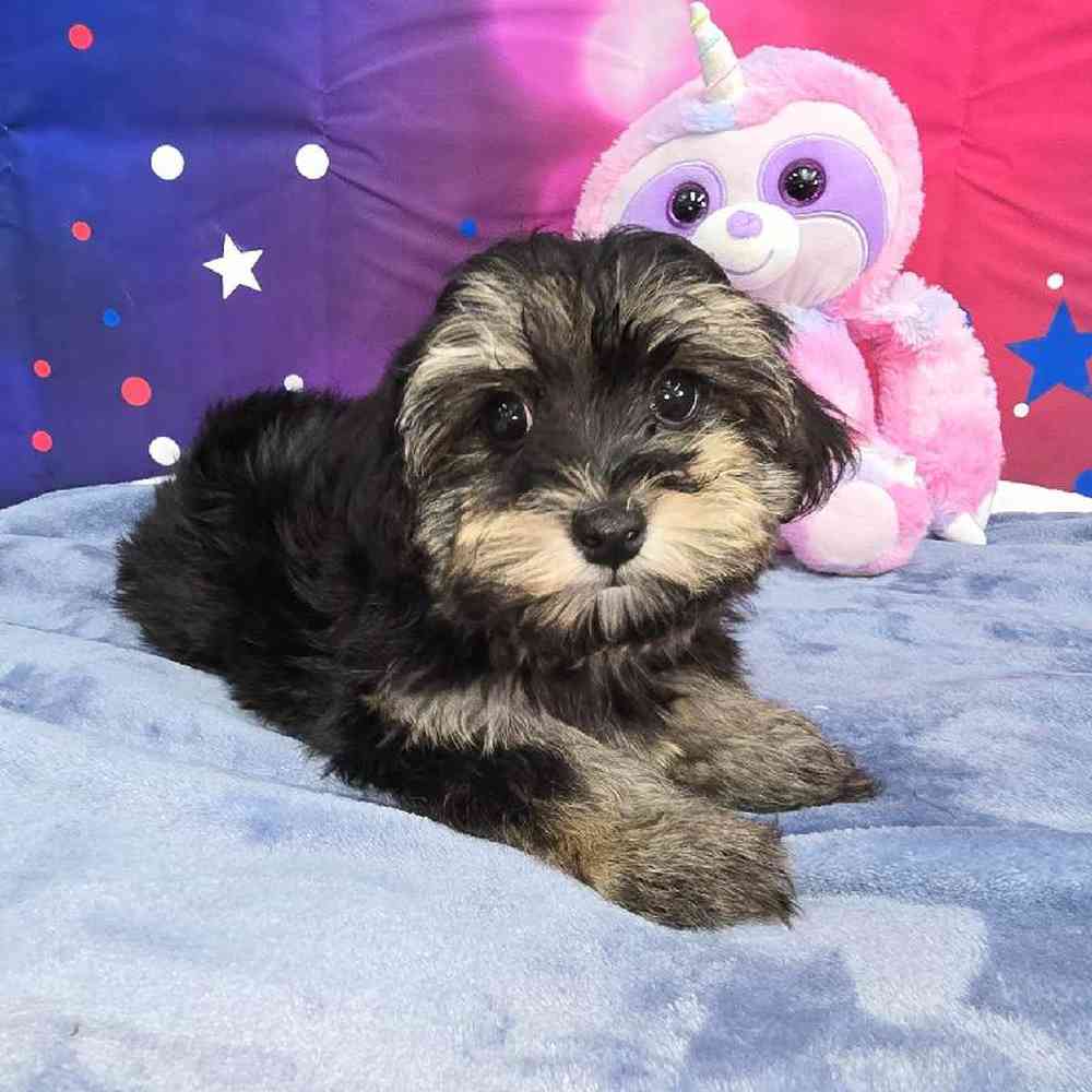 Female Havapoo Puppy for Sale in Virginia Beach, VA