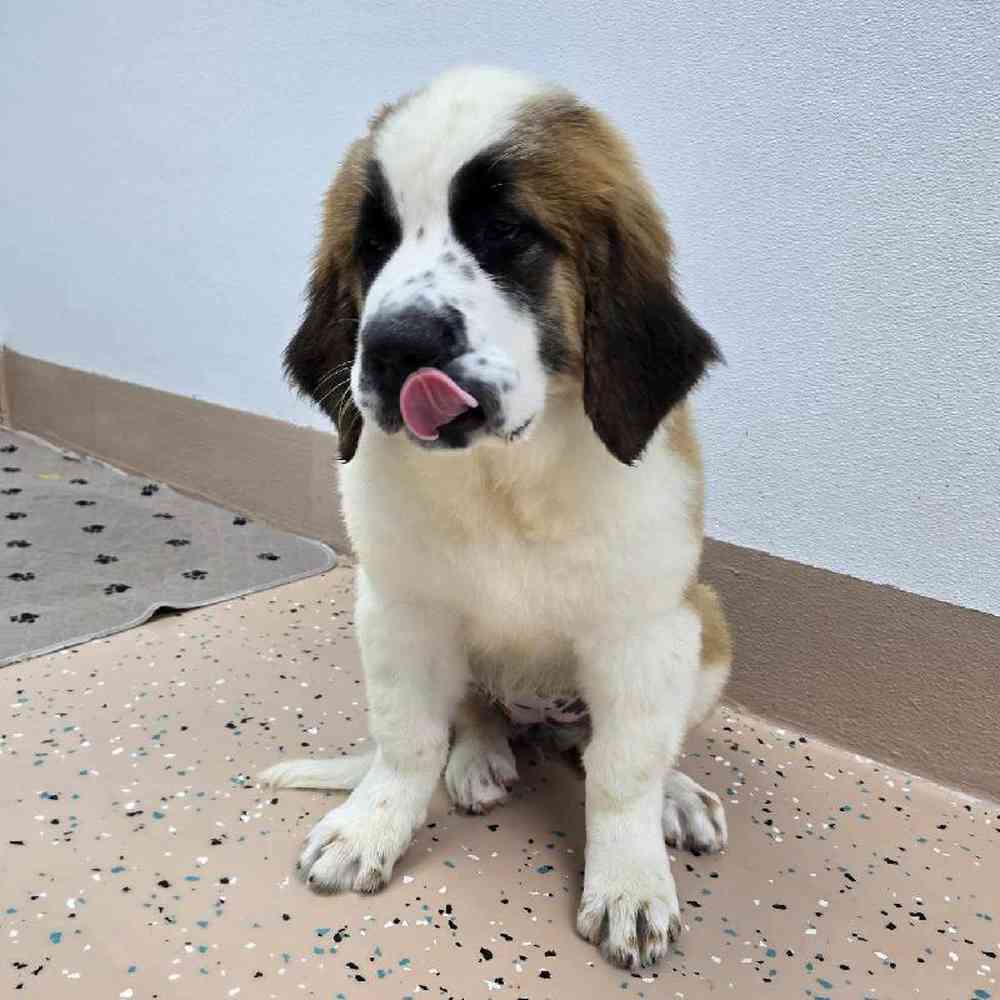 Female Saint Bernard Puppy for Sale in Virginia Beach, VA