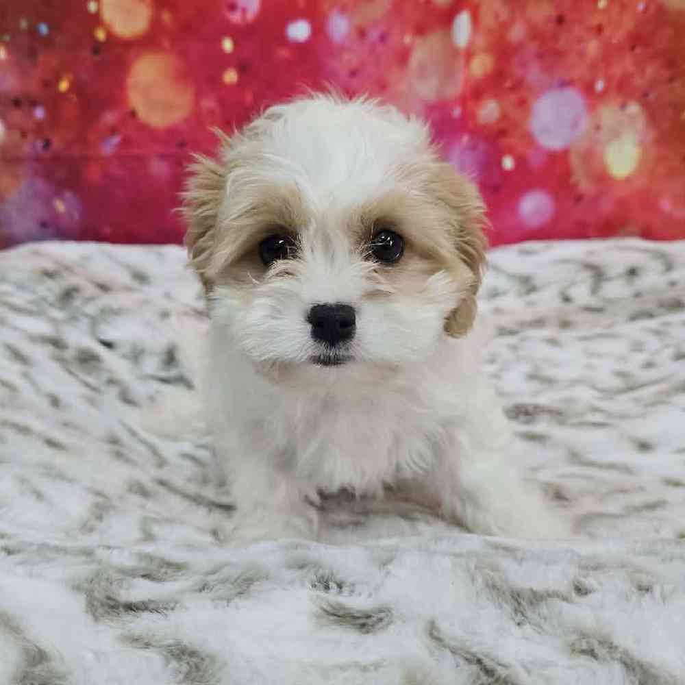 Female Cavachon Puppy for Sale in Virginia Beach, VA