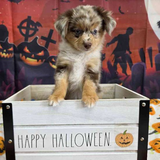Toy Australian Shepherd 