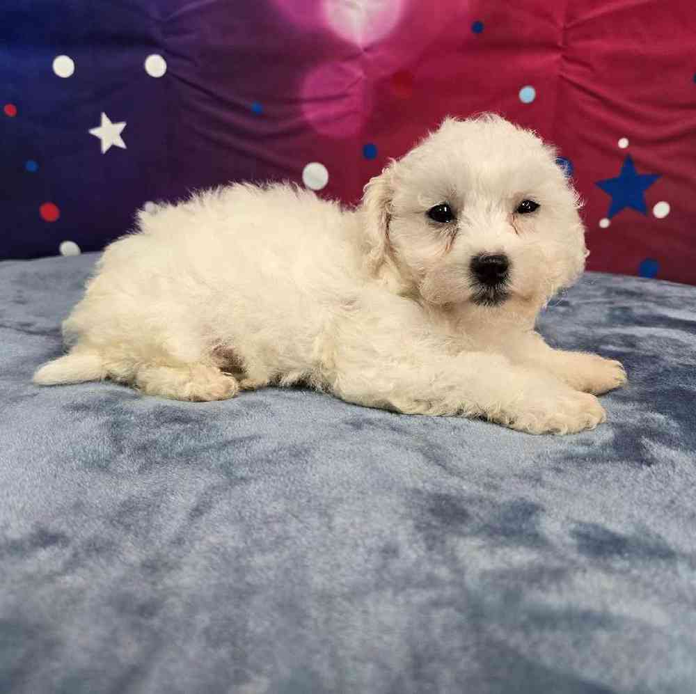 Male Bichon Puppy for Sale in Virginia Beach, VA