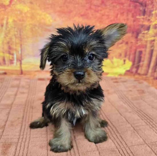 Yorkie