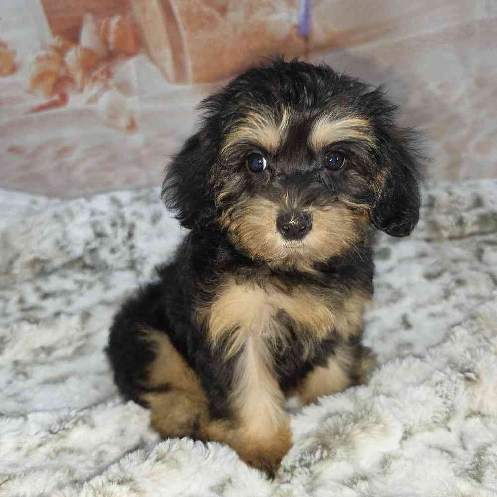 Female Yorkie-Poo Puppy for Sale in Virginia Beach, VA