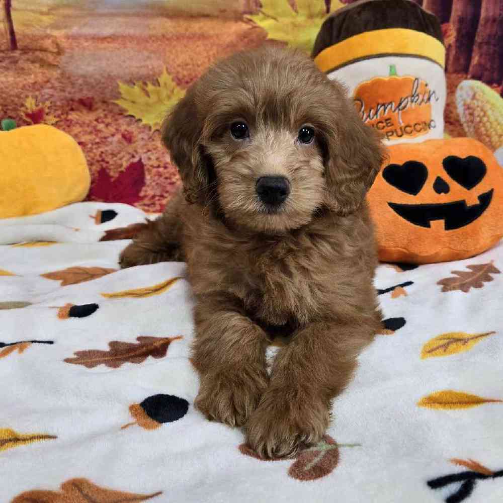 Male Mini Goldendoodle Puppy for Sale in Virginia Beach, VA