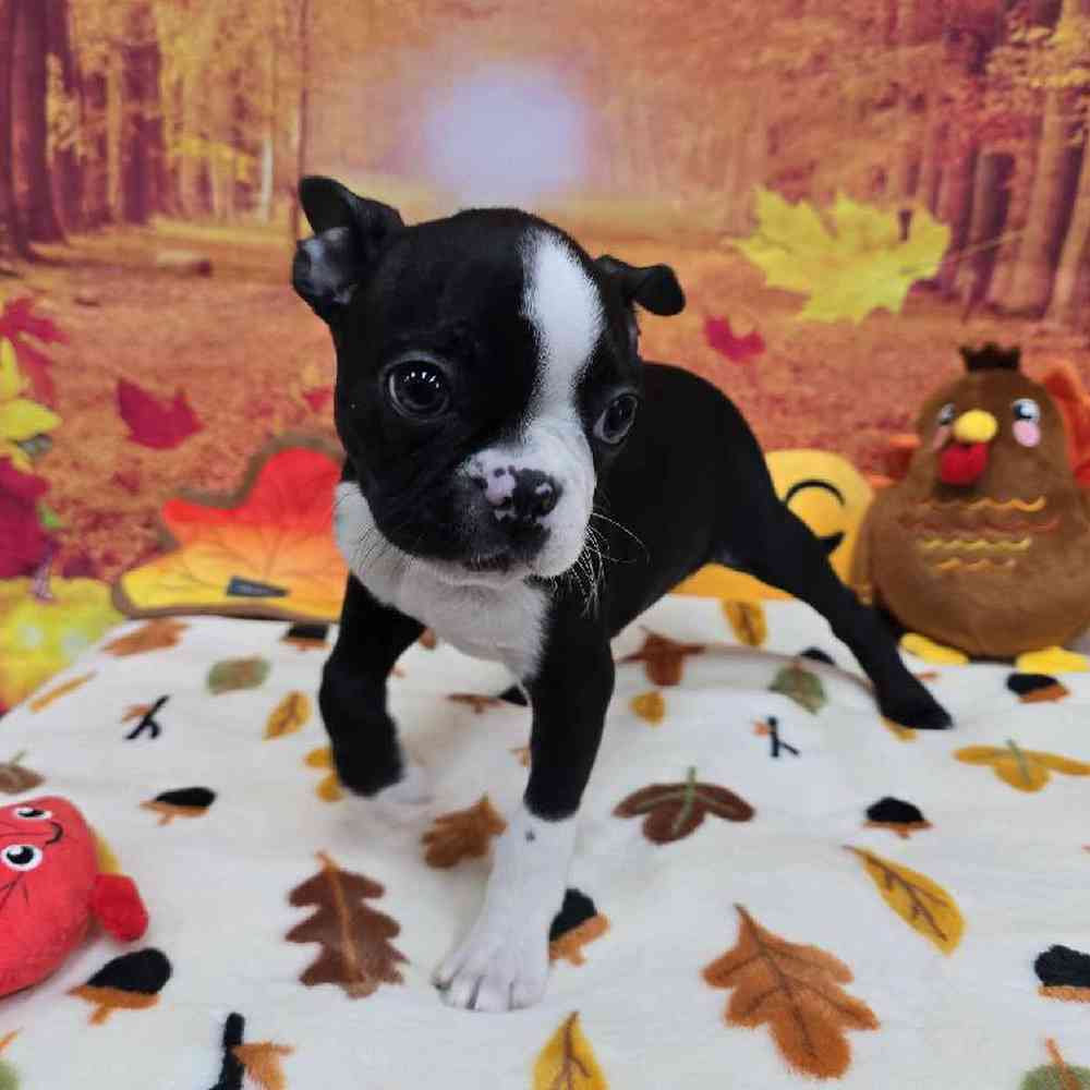 Male Boston Terrier Puppy for Sale in Virginia Beach, VA