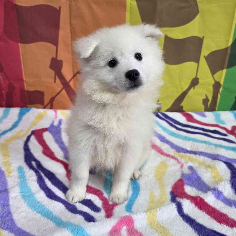 Male American Eskimo Puppy for Sale in Virginia Beach, VA