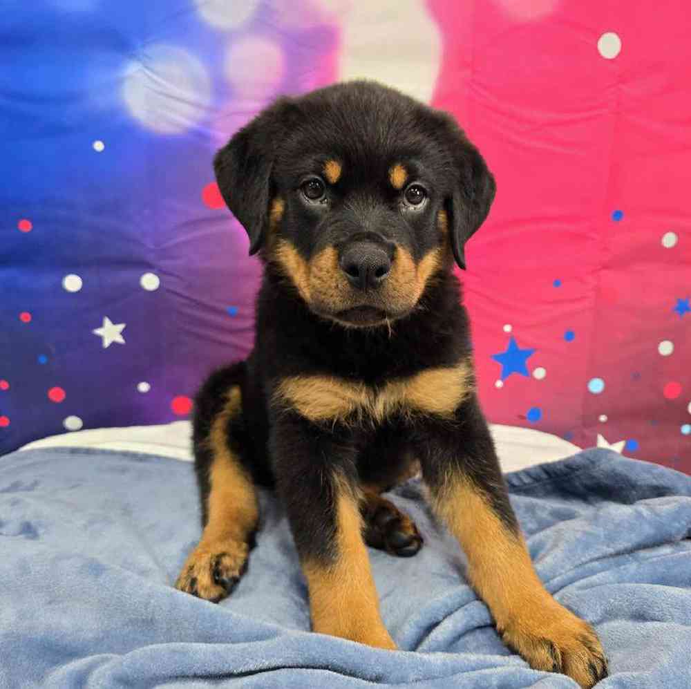 Male Rottweiler Puppy for Sale in Virginia Beach, VA