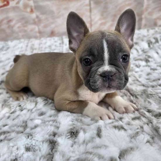 French Bulldog