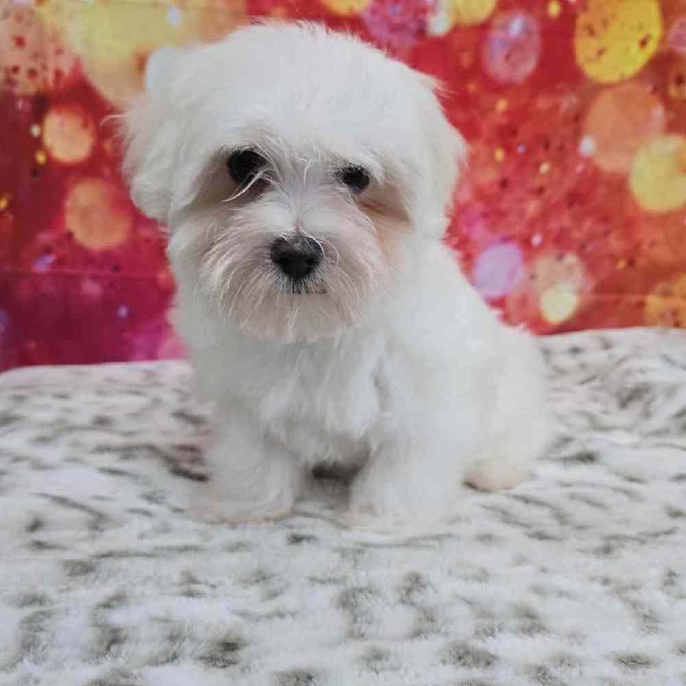 Female Maltese Puppy for Sale in Virginia Beach, VA