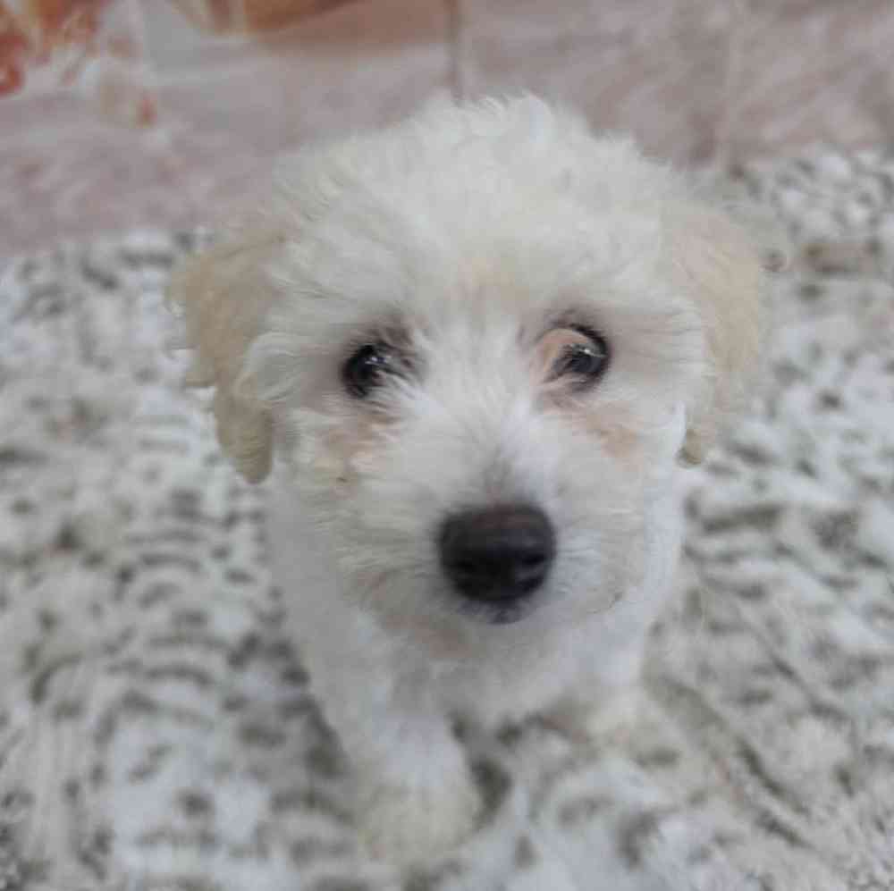 Female Bichon Puppy for Sale in Virginia Beach, VA