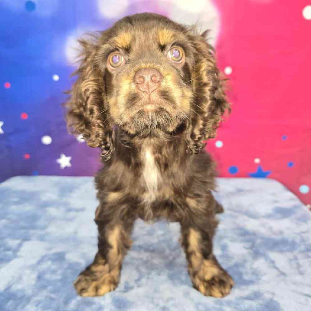 Female Cocker Spaniel Puppy for Sale in Virginia Beach, VA