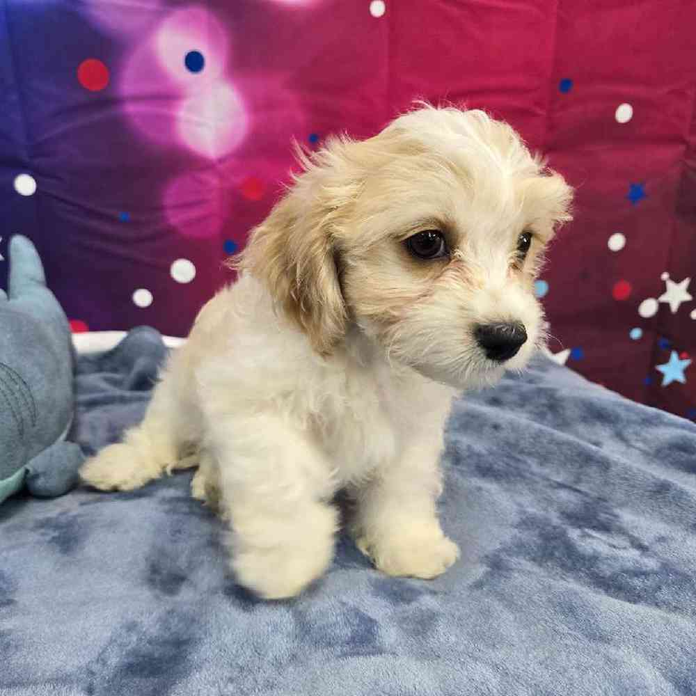 Female Cavachon Puppy for Sale in Virginia Beach, VA